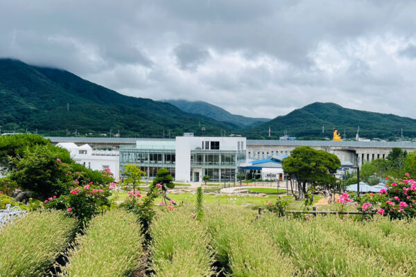 라벤더카페 - 양산 느티나무의 사랑카페 Img 20250620 111951