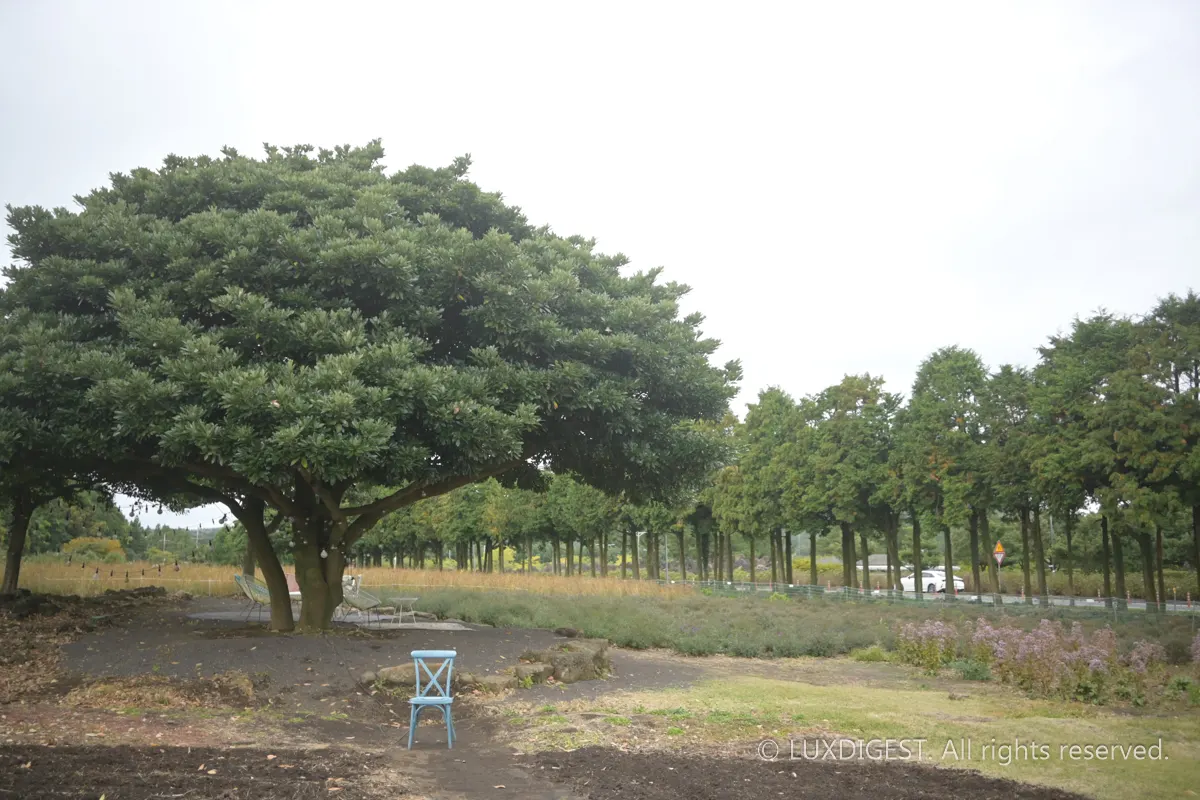 済州カフェ・グレンコ｜訪れたい庭園カフェ
