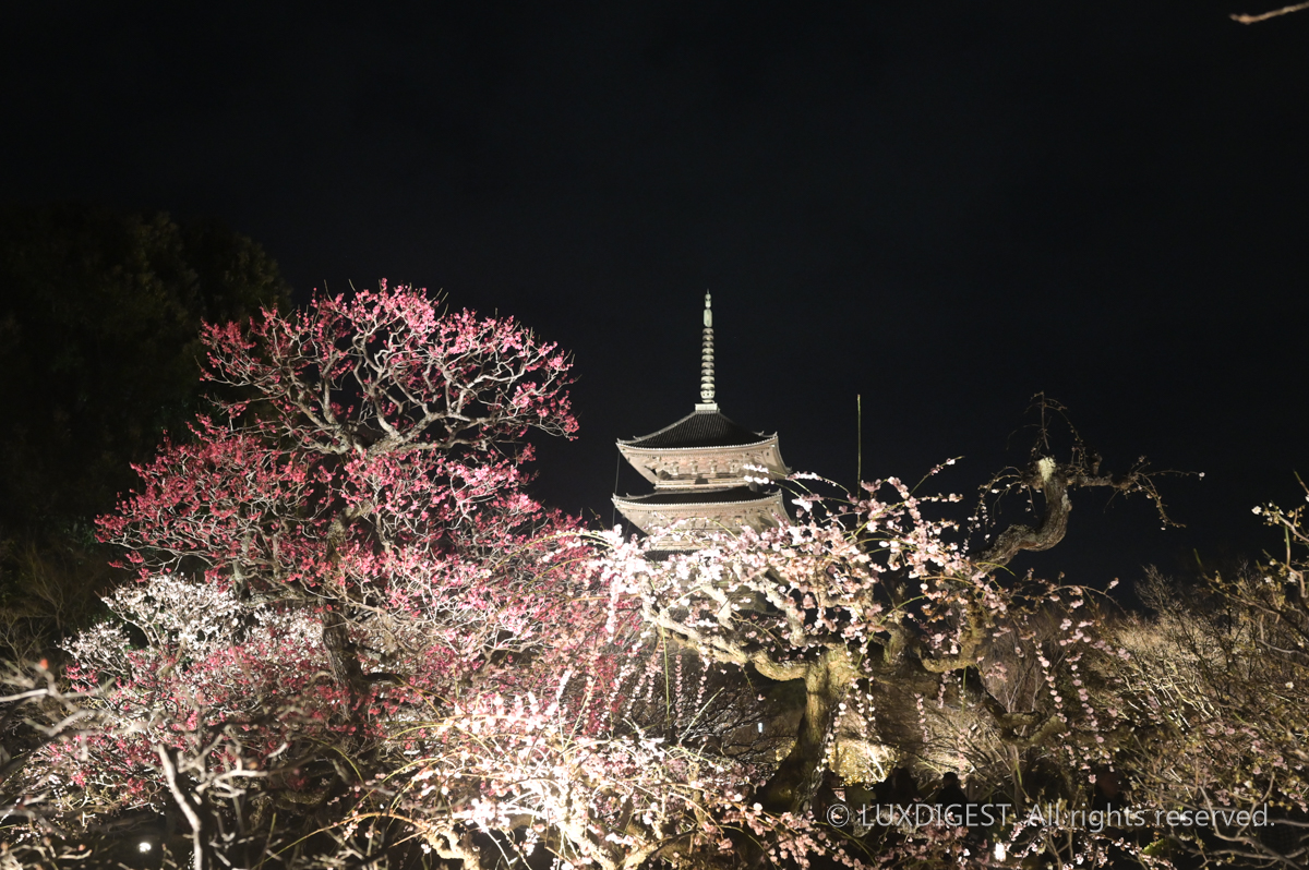 Toji Temple in Kyoto 260306