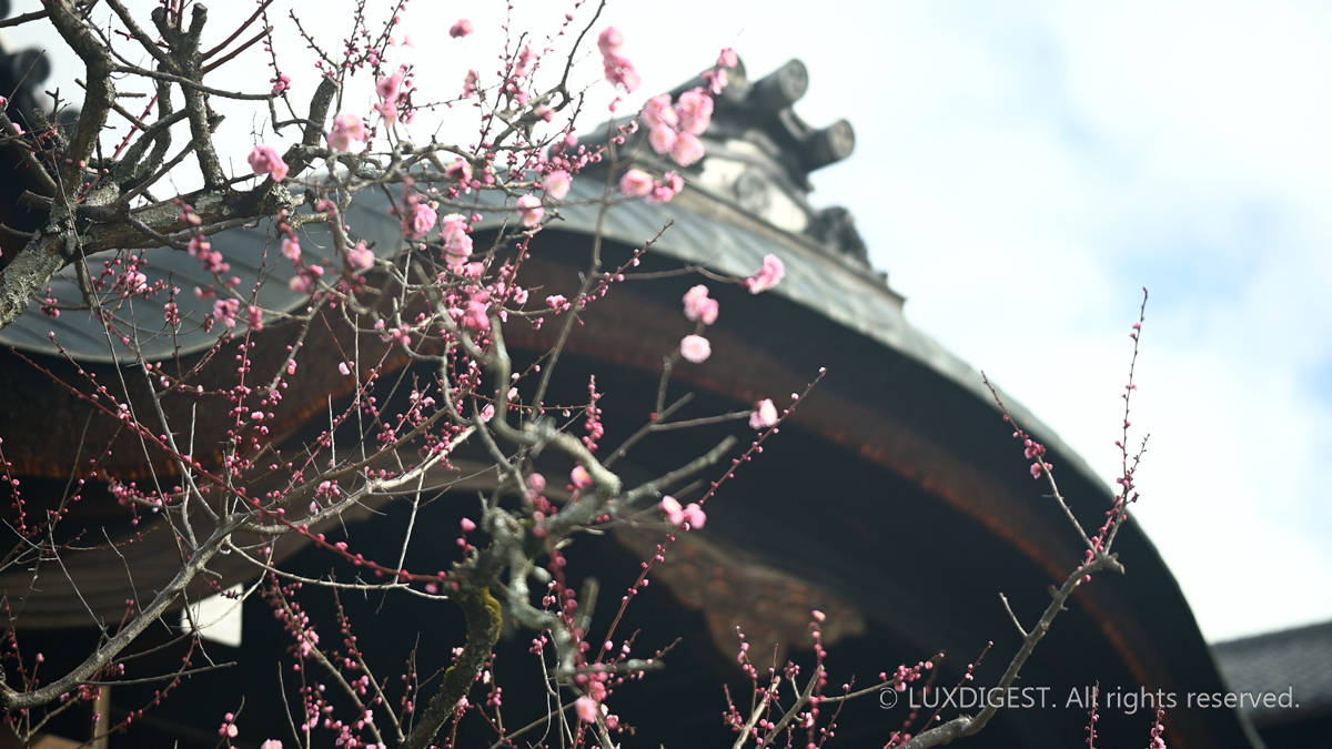 Yasaka Shrine in Kyoto {Date (YYMMDD)} {Sequence number (0001)}