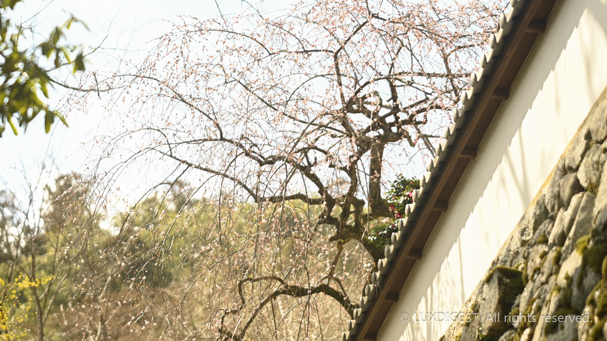 Hasedera temple in nara 260313