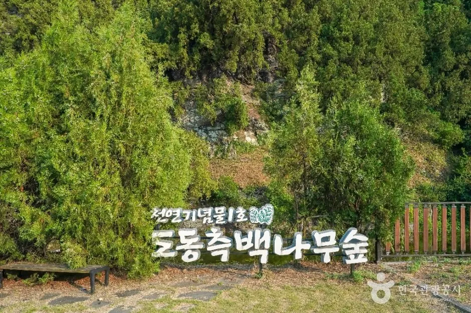 대구 도동 측백나무 숲 대구_대구 도동 측백나무 숲 (1)