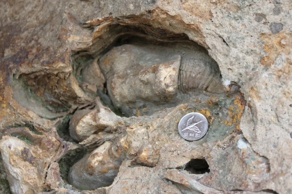 철암산 화석산지 (경북 동해안 국가지질공원) 철암산 화석산지_2_국가지질공원
