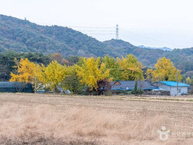 “은행나무가 공원에 안 모였습니다”… 청라 은행마을, 3천여 그루의 마을